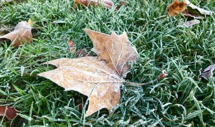 Frosted leaves on frosted grass