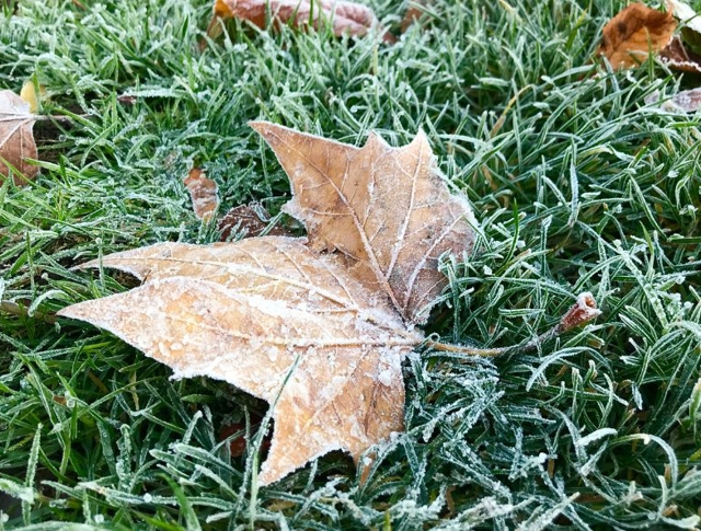 Frosted leaves on frosted grass