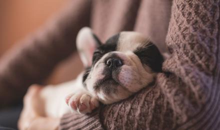 A cute dog asleep in someone's arms