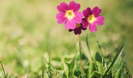 A few flowers in the grass