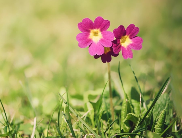 A few flowers in the grass